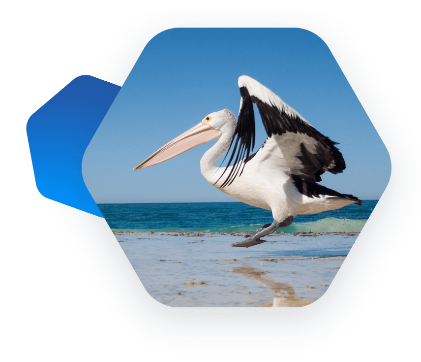 Pelican insurance agency